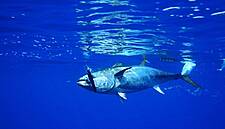 Seaweb Seafood Summit Adds New Items To Its Menu For Barcelona