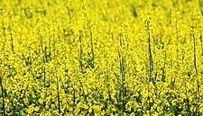 EU Monitor Lifts Wheat Yield Outlook, Trims Rapeseed On Rain Contrasts