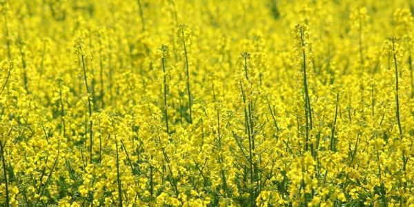 Frost, Heat-Wave Hit India's Rapeseed Crop, Dent Yields