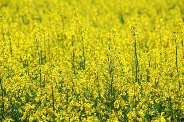 EU Monitor Lifts Wheat Yield Outlook, Trims Rapeseed On Rain Contrasts