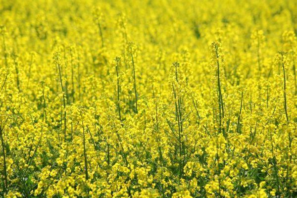 French Rapeseed Farmers Destroyed 18,000 Hectares Over GMO Risk: Bayer