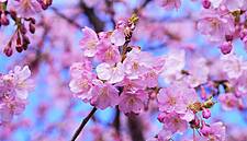Alcoholic Beverages From Trees? Japanese Scientists Make Discovery