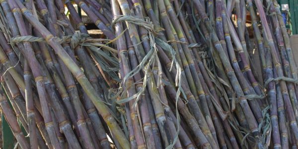 Brazil's Sugarcane Area Fell 3.5% Last Season As Soy, Corn Grow