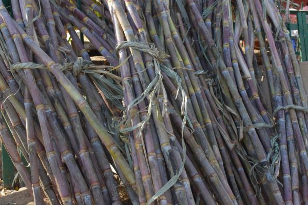 Brazil's Sugarcane Area Fell 3.5% Last Season As Soy, Corn Grow