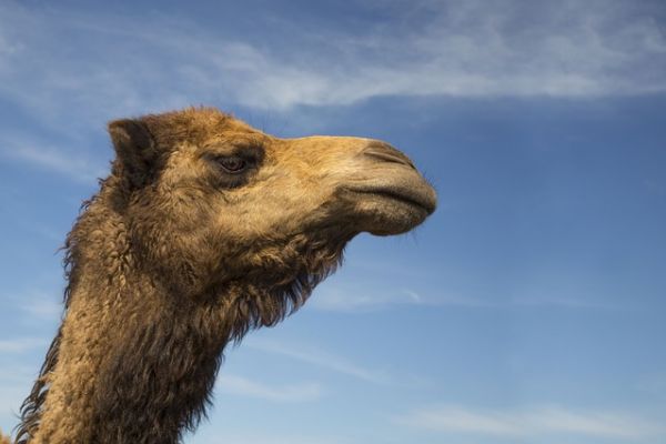 Emirates-Based Camelicious Turns Camel Milk Into Baby Formula