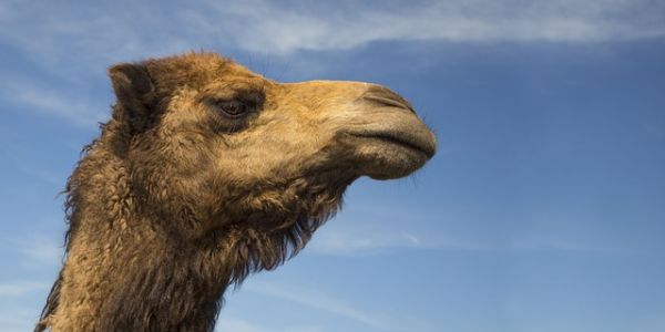 Emirates-Based Camelicious Turns Camel Milk Into Baby Formula