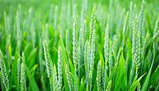 FranceAgriMer Raises Wheat Export Forecast For Third Month In A Row