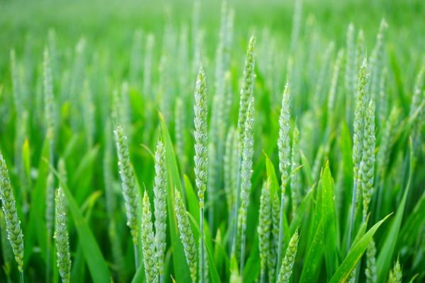 EU Wheat Harvest Well Advanced As Heatwave Enabled Rapid Work