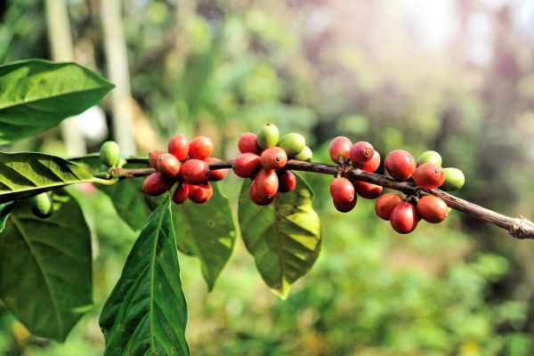 Coffee Prices Seen Rising Nearly 25% By Year-End