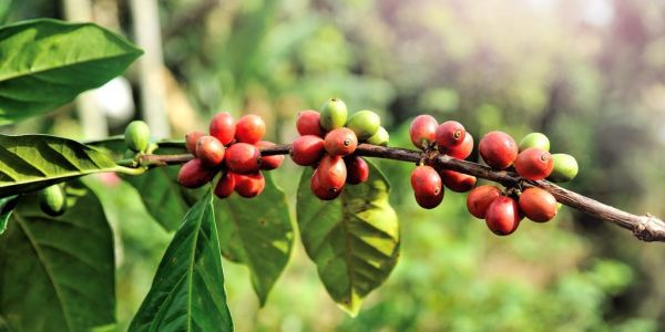 Coffee Prices Seen Rising Nearly 25% By Year-End