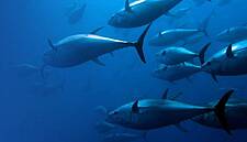 Ardagh To Invest In 10-Year-Old Steel Seafood Can Production Plant In Morocco