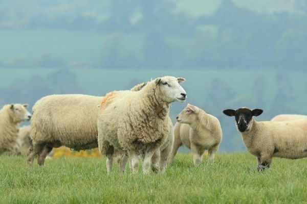UK Companies Emerge Global Leaders In Farm Animal Welfare: BBFAW