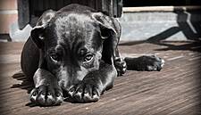 Mars Petcare To Buy European Vet Business AniCura