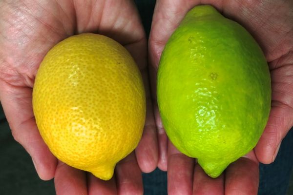 Tesco To Sell 'Green' Lemons To Tackle Food Waste In UK