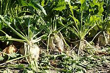 Sugar Beet Set For Losses As Freeze Hits French Crop Belts