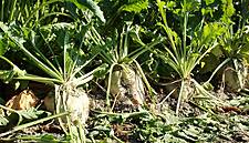 Sugar Beet Set For Losses As Freeze Hits French Crop Belts