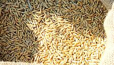 France's Carrefour Signs Agreement For French Spelt Production Line