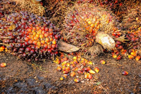 Palm Oil Ban Likely To Displace, Not Halt, Biodiversity Losses: Study