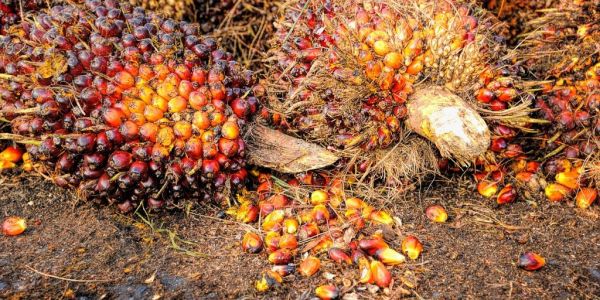 Palm Oil Ban Likely To Displace, Not Halt, Biodiversity Losses: Study