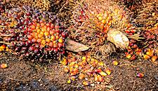 Asian Palm Giants Say Sustainability Is The New Business Norm