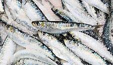 British Meat, Seafood Exports To EU Recovered In February