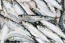 British Meat, Seafood Exports To EU Recovered In February