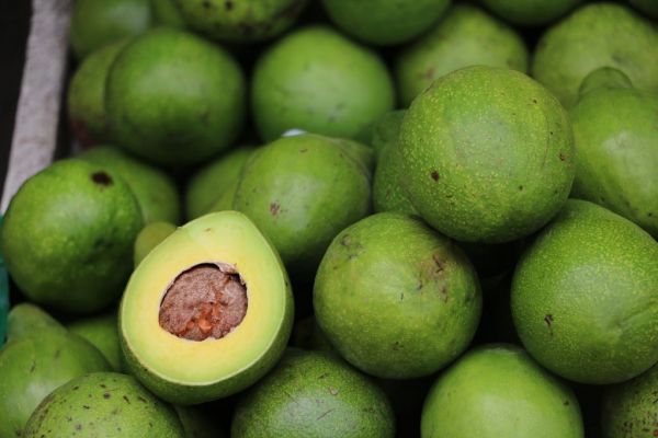 Avocado 'Green Gold' Ripe And Ready For South Africa's Farmers