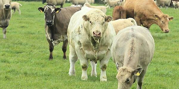 Farmers Group Fears Billion-Euro Loss From German Foot-And-Mouth Disease