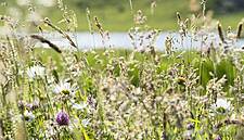 Albert Heijn Farmers To Fill Fields With Flowers