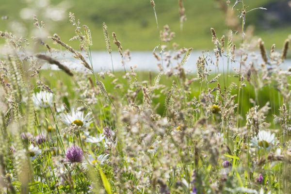 Albert Heijn Farmers To Fill Fields With Flowers