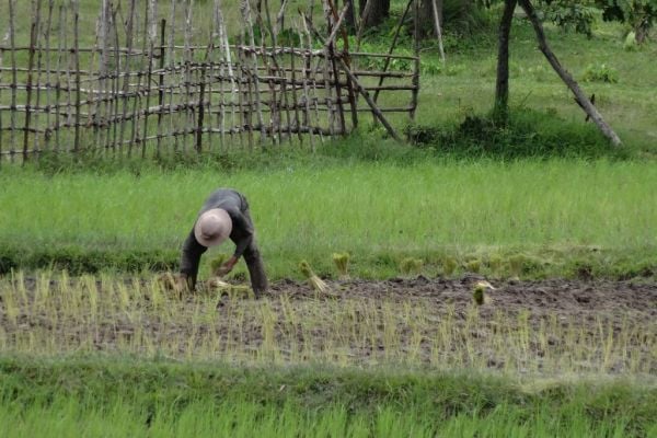 Ebro Foods Partners With Thai Government On Rice Sustainability