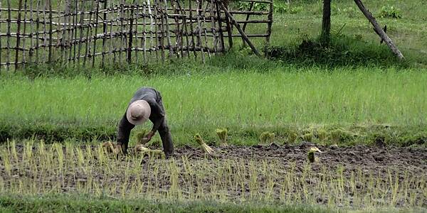 Ebro Foods Partners With Thai Government On Rice Sustainability