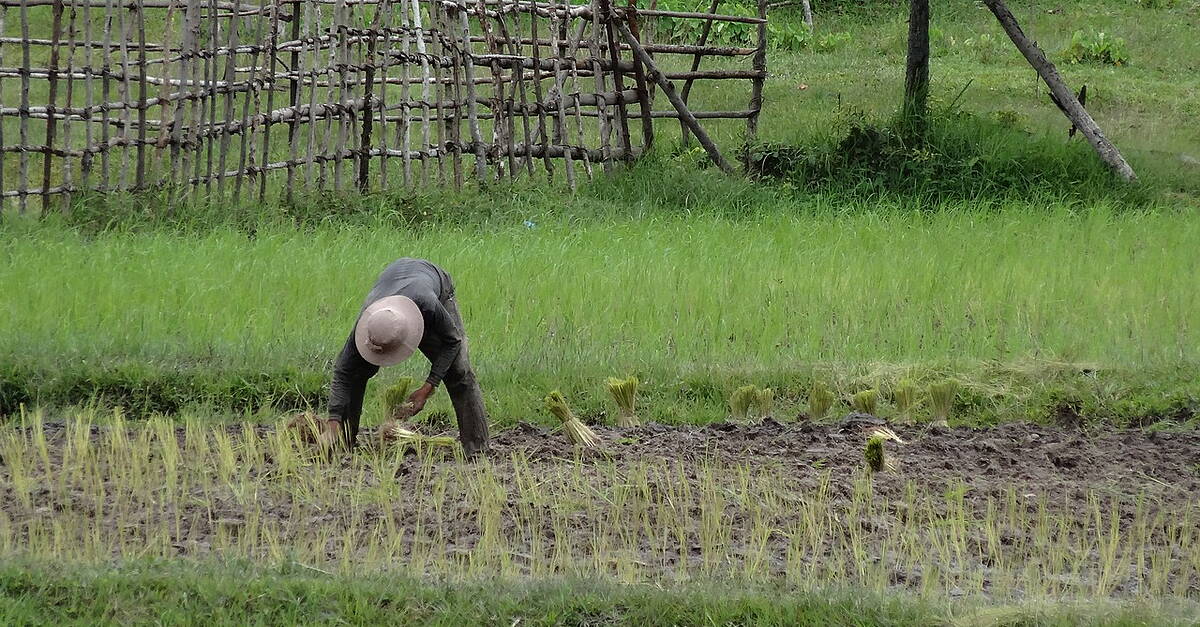 Rheebro Rice Ebro Foods Partners With Thai Government On Rice Sustainability | ESM ...