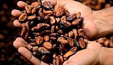 EU Urged To Draft Law On Child Labour, Coffee And Cocoa Deforestation