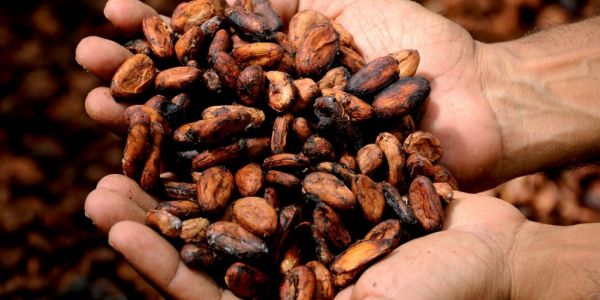 EU Urged To Draft Law On Child Labour, Coffee And Cocoa Deforestation