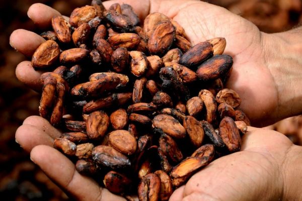 EU Urged To Draft Law On Child Labour, Coffee And Cocoa Deforestation
