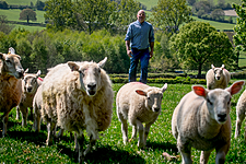 Tesco To Increase Prices Paid To 160 British Lamb Farmers