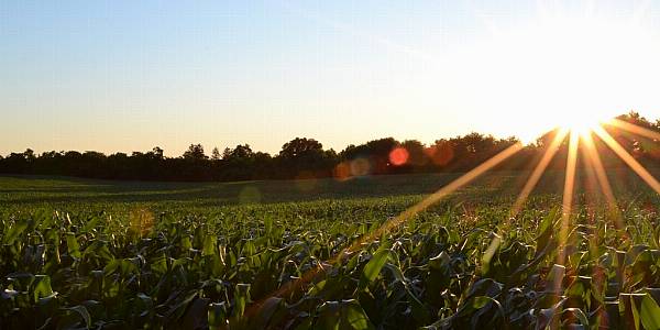 Heatwave May Cut Ukraine 2024 Corn Harvest By 6m Tonnes, Producers Say