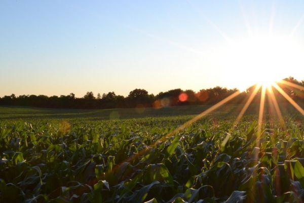 French Farming Conditions Fell Sharply Last Week Amid Heatwave