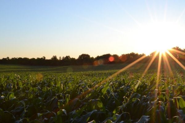 Heatwave May Cut Ukraine 2024 Corn Harvest By 6m Tonnes, Producers Say