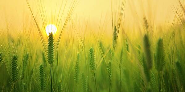 Showers To Help EU Wheat Crops But Analysts Wary Of Repeat Drought