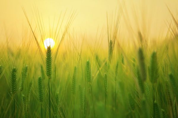 Strategie Grains Cuts EU Wheat, Barley Crop Forecasts On Dry Weather