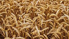 Russian Wheat Prices Follow Global Benchmarks Lower