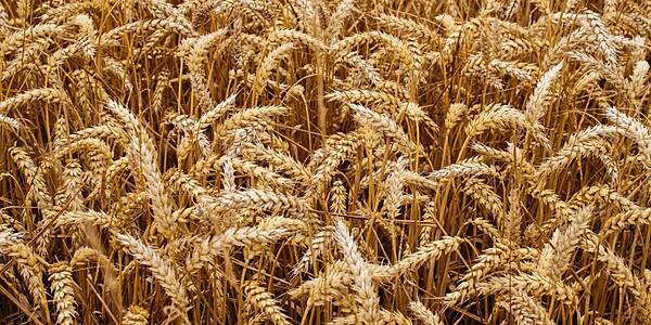 Australia Prepares For Bumper Wheat Harvest