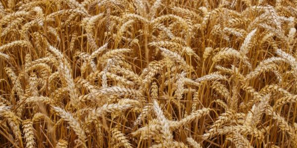 Heat Wave Bakes Wheat, Fruit Crops In The US Pacific Northwest