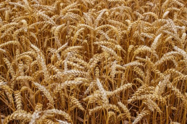 Wheat Rises Despite Ample Global Supplies
