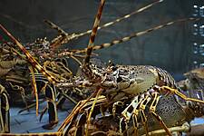 South Africa's Lobster Catchers Suffer In Coronavirus Fallout