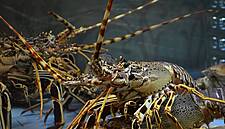 US-China Trade War Triggers Seafood Supply Chain Shake-Up