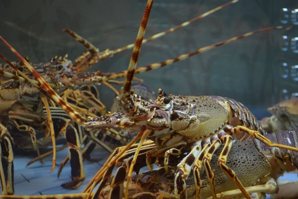 South Africa's Lobster Catchers Suffer In Coronavirus Fallout