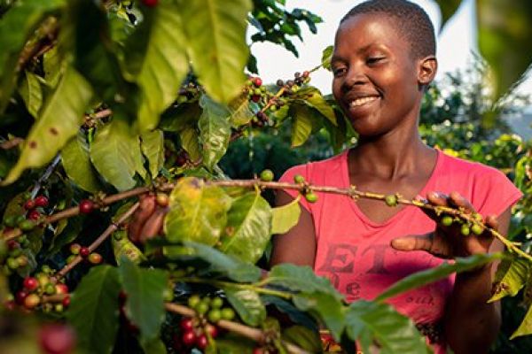 Nespresso Unveils Plan To Revive Zimbabwe’s Coffee Industry